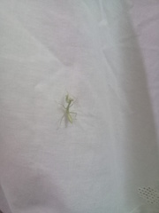 Stagmatoptera femoralis