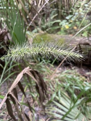 Setaria macrosperma