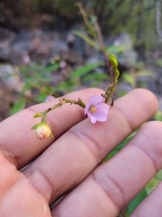 Talinum fruticosum
