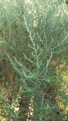 Olearia axillaris