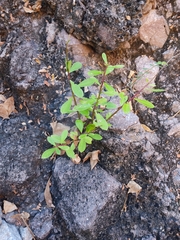 Talinum fruticosum
