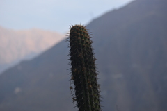 Haageocereus acranthus