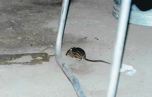 Buffoon Striped Grass Mouse (Lemniscomys macculus) — Least Concern Mammalia