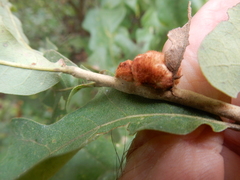 Striatoandricus aciculatus