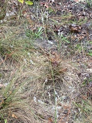 Polygonella gracilis