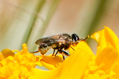 Thecophora propinqua