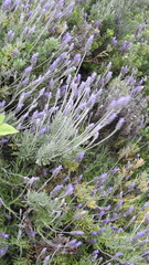 Lavandulinae