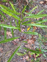 Asimina longifolia var. spatulata image