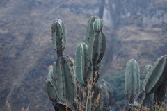 Armatocereus matucanensis