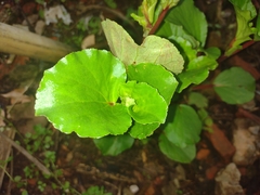 Angiospermae