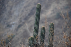 Haageocereus acranthus