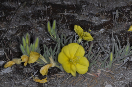 Image of Oenothera odorata by (c) aacocucci, some rights reserved (CC BY)