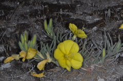 Oenothera odorata