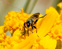 Thecophora propinqua