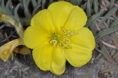 Oenothera odorata