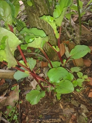 Angiospermae