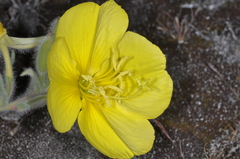Oenothera odorata