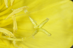 Oenothera odorata