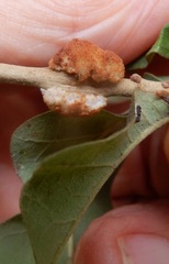 Striatoandricus aciculatus