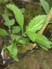 Angiospermae