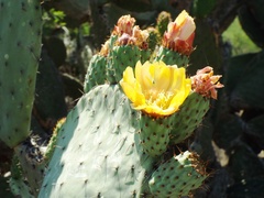 Opuntia spinulifera