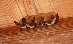 Long-Eared Myotis photo 4