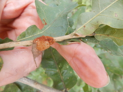 Striatoandricus aciculatus