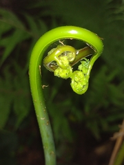 Polypodiopsida