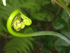 Polypodiopsida