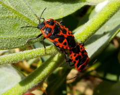 Eurydema eckerleini