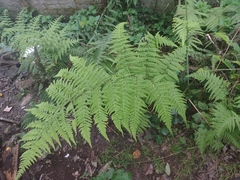 Polypodiopsida
