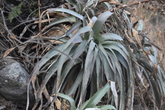 Puya roezlii