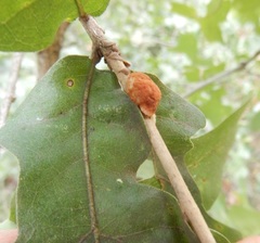 Striatoandricus aciculatus