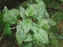 Angiospermae