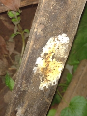 Fungi