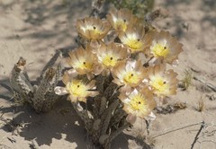 Pterocactus tuberosus