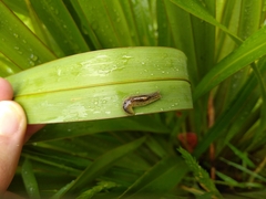 Athoracophorus