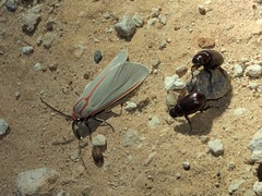 Pygarctia spraguei