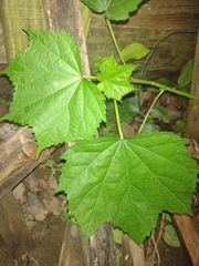 Angiospermae