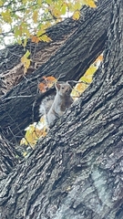 Sciurus carolinensis