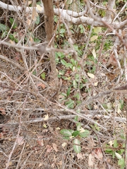 Ribes divaricatum pubiflorum
