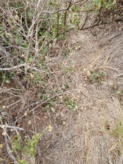 Ribes divaricatum pubiflorum