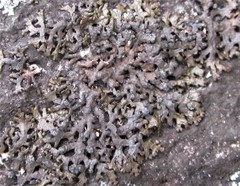 Montanelia sorediata