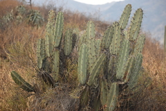 Armatocereus matucanensis