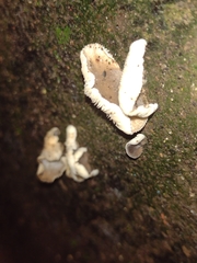 Agaricomycetes