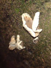 Agaricomycetes