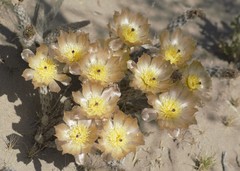 Pterocactus tuberosus