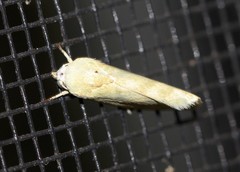 Earias paralella