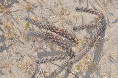 Pterocactus tuberosus