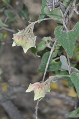 Philibertia gilliesii